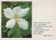 FLORES Vintage Tarjeta Postal CPSM #PBZ680.ES - Fleurs