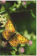 MARIPOSAS Animales Vintage Tarjeta Postal CPSM #PBS468.ES - Papillons