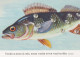 PESCADO Animales Vintage Tarjeta Postal CPSM #PBS866.ES - Fische Und Schaltiere