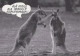 CANGURO Animales Vintage Tarjeta Postal CPSM #PBS931.ES - Sonstige & Ohne Zuordnung