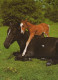 CABALLO Animales Vintage Tarjeta Postal CPSM #PBR955.ES - Paarden