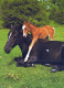 CABALLO Animales Vintage Tarjeta Postal CPSM #PBR955.ES - Paarden