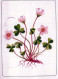 FLOWERS Vintage Postcard CPSM #PAR491.GB - Fleurs