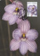 FLOWERS Vintage Postcard CPSM #PAR371.GB - Bloemen