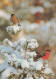 BIRD Animals Vintage Postcard CPSM #PAM740.GB - Oiseaux