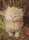 CAT KITTY Animals Vintage Postcard CPSM #PAM485.GB - Chats