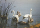 BIRD Animals Vintage Postcard CPSM #PAN294.GB - Oiseaux