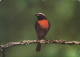 BIRD Animals Vintage Postcard CPSM #PAN234.GB - Vogels