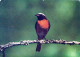 BIRD Animals Vintage Postcard CPSM #PAN234.GB - Birds