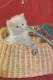 CAT KITTY Animals Vintage Postcard CPSM #PAM110.GB - Chats