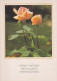 FLEURS Vintage Carte Postale CPSM #PBZ561.FR - Flowers