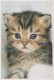 CHAT CHAT Animaux Vintage Carte Postale CPSM #PBR028.FR - Chats