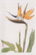 FIORI Vintage Cartolina CPSM #PAR375.IT - Fleurs