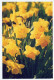 FIORI Vintage Cartolina CPSM #PAR314.IT - Flowers