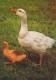 UCCELLO Animale Vintage Cartolina CPSM #PAN298.IT - Oiseaux