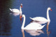 UCCELLO Animale Vintage Cartolina CPSM #PAM680.IT - Birds