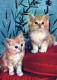 GATTO KITTY Animale Vintage Cartolina CPSM #PAM298.IT - Cats