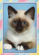GATTO KITTY Animale Vintage Cartolina CPSM #PAM550.IT - Chats