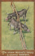 DONKEY Animals Vintage Antique Old CPA Postcard #PAA154.GB - Donkeys