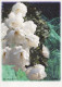 FLOWERS Vintage Postcard CPSM #PBZ559.GB - Fleurs