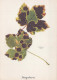 FLOWERS Vintage Postcard CPSM #PBZ619.GB - Fleurs