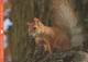 SQUIRREL Animals Vintage Postcard CPSM #PBS722.GB - Other & Unclassified