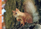 SQUIRREL Animals Vintage Postcard CPSM #PBS722.GB - Other & Unclassified