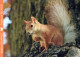 SQUIRREL Animals Vintage Postcard CPSM #PBS722.GB - Sonstige & Ohne Zuordnung