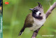BIRD Animals Vintage Postcard CPSM #PBR680.GB - Vogels