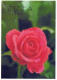 FIORI Vintage Cartolina CPSM #PBZ805.IT - Blumen