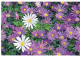 FIORI Vintage Cartolina CPSM #PBZ203.IT - Blumen