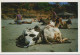 MUCCA Animale Vintage Cartolina CPSM #PBR808.IT - Vacas