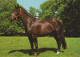 CAVALLO Animale Vintage Cartolina CPSM #PBR877.IT - Horses