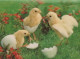 UCCELLO Animale Vintage Cartolina CPSM #PBR618.IT - Birds