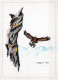 UCCELLO Animale Vintage Cartolina CPSM #PBR431.IT - Birds