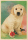 CANE Animale Vintage Cartolina CPSM #PBQ376.IT - Chiens