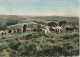 PE 14 -(19)  PLATEAU DE MILLEVACHE - MOUTONS AU MONT AUDOUZE - CARTE COULEURS - 2 SCANS - Viehzucht