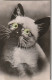 OP Nw35- LOT DE 8 CARTES A SYSTEME , SONORES ( POUET POUET ) - ANIMAUX : CHATONS , POUSSINS , OISEAUX , CHIOT - Cartoline Con Meccanismi