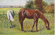 RE 19- COUPLE DE CHEVAUX PAISSANT DANS UN PRE   - ILLUSTRATEUR - 2 SCANS - Horses