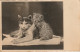 SO 4- CARTE PHOTO D' UN CHAT ET CHATON - VIGNETTE COMITE DE DEFENSE CONTRE LA TUBERCULOSE (1932)- 2 SCANS - Chats