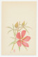 Postal Stationery Japan 1982 Water Melon - Flowers - Obst & Früchte