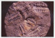 Postal Stationery China 2006 Fossil - Trilobites - Preistoria