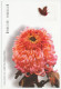 Postal Stationery China 2004 Butterfly - Flower - Andere & Zonder Classificatie