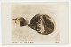 Card / Postmark USA 1934 Byrd Antarctic Expedition II - Photo Postcard Weddel Seal - Expéditions Arctiques