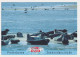 Meter Picture Postcard Netherlands 1992 Seal Sanctuary Pieterburen - Signed Lenie T Hart - Sonstige & Ohne Zuordnung