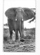 X1601 AFRICAN FAUNA - AN ATTACKING ELEPHANT - CAMEROUN - Elefanten