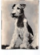 AG2683 FOX TERRIER - Chiens