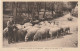 TE 14 - SCENES ET TYPES DES PYRENEES  - BERGER DES PYRENEES - TROUPEAU DE MOUTONS  - 2 SCANS - Altri & Non Classificati