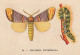 UR 24- " PHALERA BUCEPHALA " ( PAPILLON ET CHENILLE ) - PUB TISANE DES CHARTREUX DE DURBON - LAB . BERTHIER , GRENOBLE - Other & Unclassified