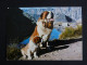 ABONDANCE - HAUTE SAVOIE - FLAMME MUETTE SUR MARIANNE CHEFFER - CHIENS HOSPICE COL GRAND SAINT BERNARD HUND DOG - Maschinenstempel (Werbestempel)